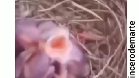 little bird singing meme