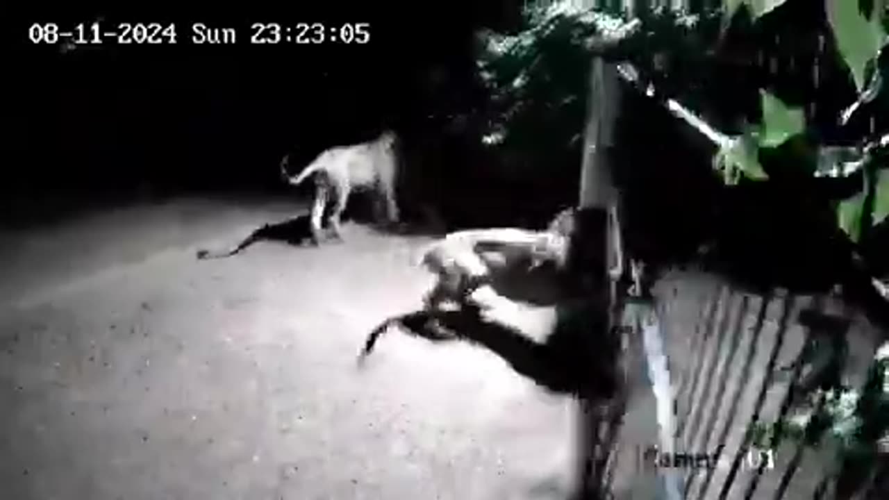 Dog And Lion Face-off Captured in CCTV