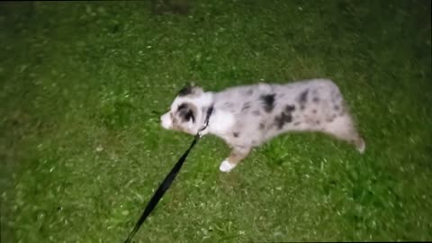 Coco and Her Nighttime Walk (Coco Goes for a Walk #5)