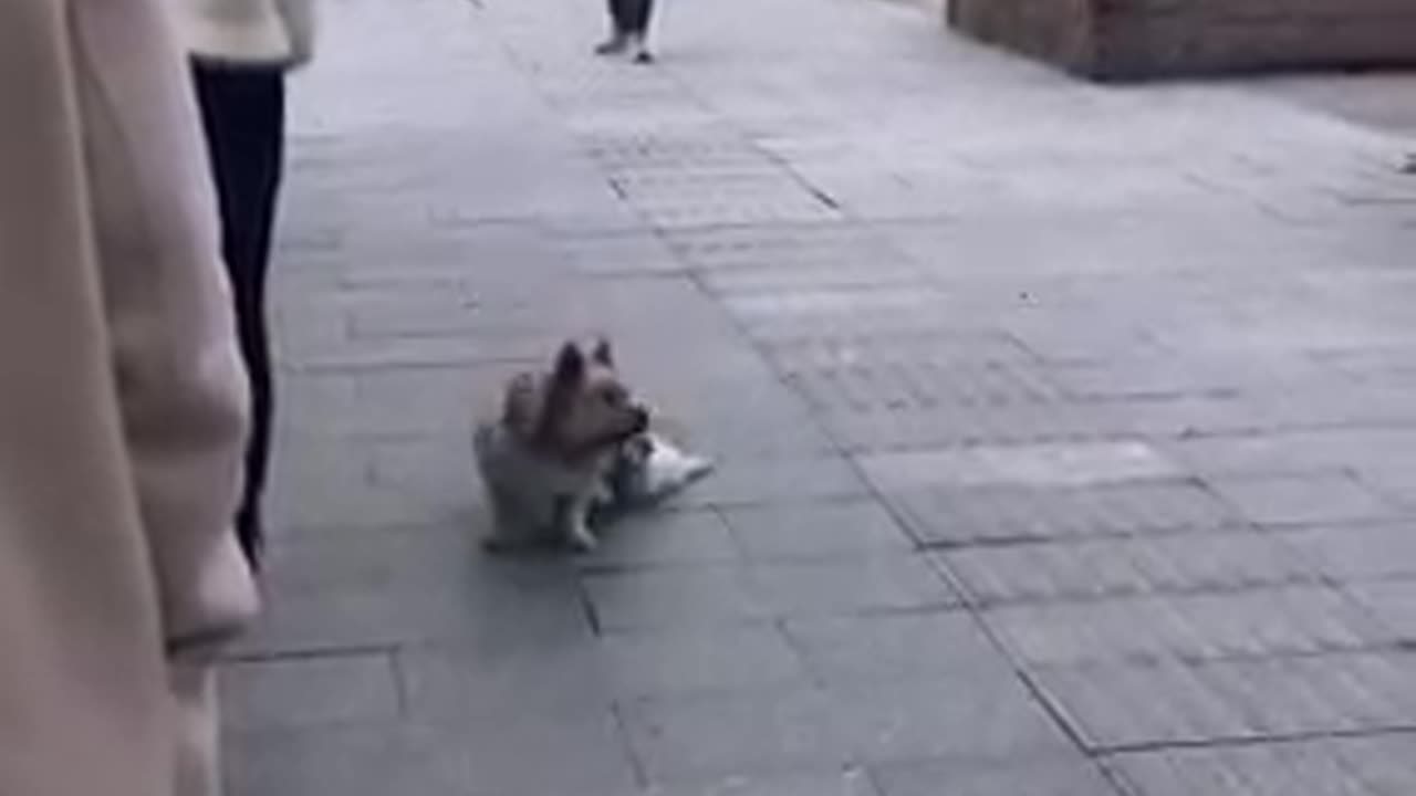 Funny animals ...video🐕🐈🐱🐶💝