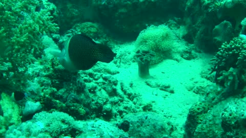 NO SOUND - Coral reef and fish