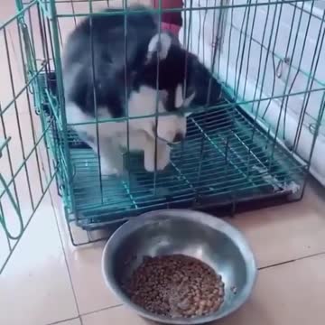 Husky puppy trying to reach food from inside the cage, really amazing
