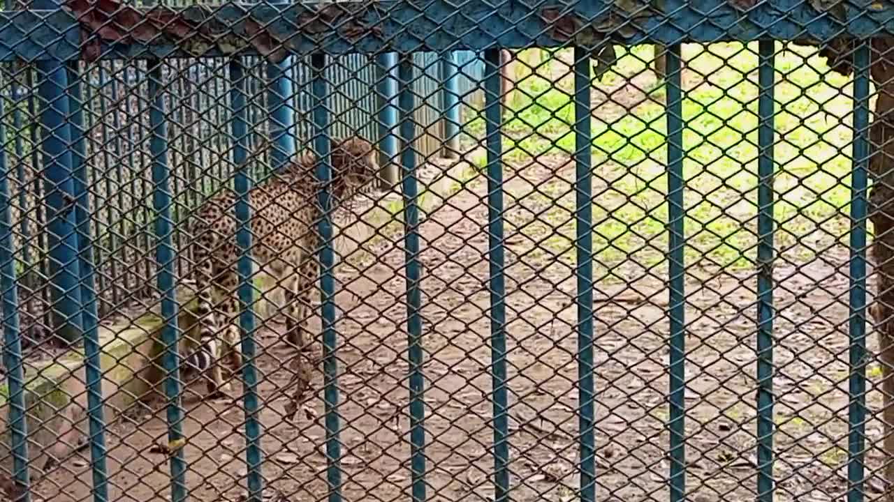 Leopard moving video.