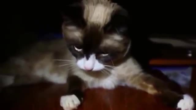 Funny cats in worldwide