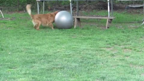 Golden Retriever enloquece por pelota de yoga