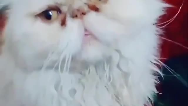 Beautiful Tyson