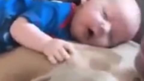 Baby Sleeping On Pit Bull Lap