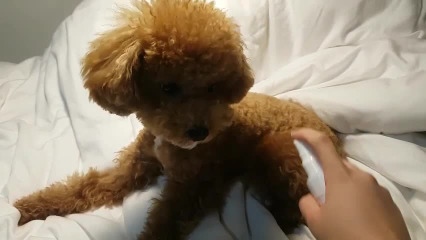 I sprayed the dog with an antibacterial spray.