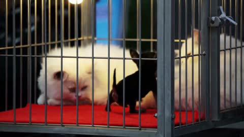 Small Dog Play With Bored Cat in cage at pet shop