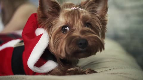 Adorable little dog in red jacket is lying on bed and looking in camera.