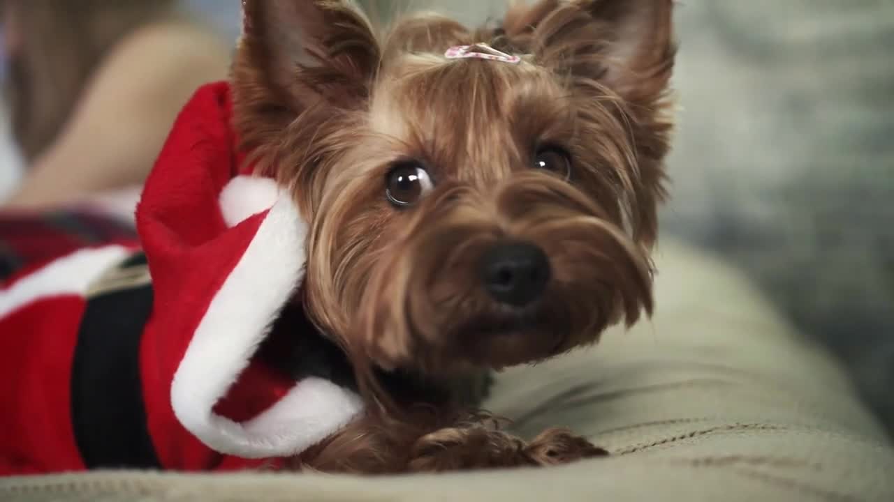 Adorable little dog in red jacket is lying on bed and looking in camera.