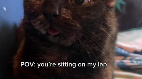 New viral clips of funny cat | cats blupers #shorts