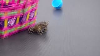 Frog Hops Out Of Easter Egg