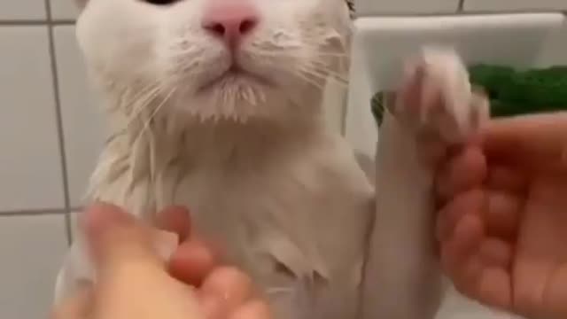 Funny bathing of cat🐱 soo loved