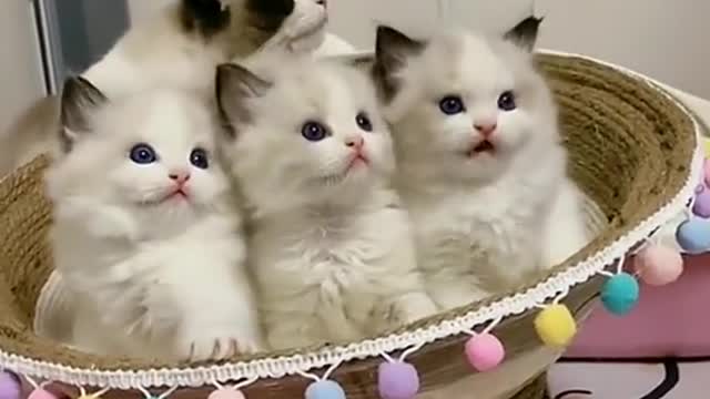 Cats Are Crazy😹-Funny And Cute Cat Videos 2021 | ANIMALSAWW