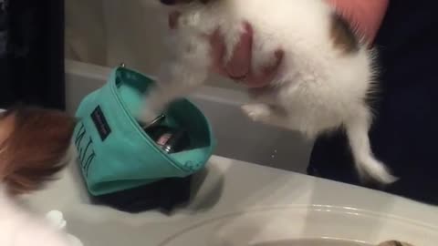 Brown and white dog air swims in hair dryer