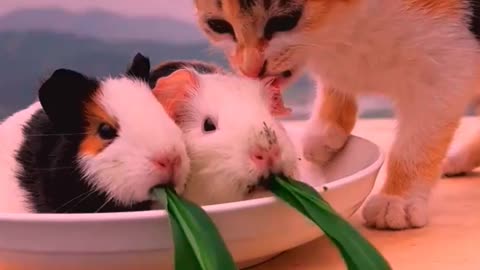 So cute animals #Animals #dog #cat #duck #monkey #adoremonkey #Monkey Animals8