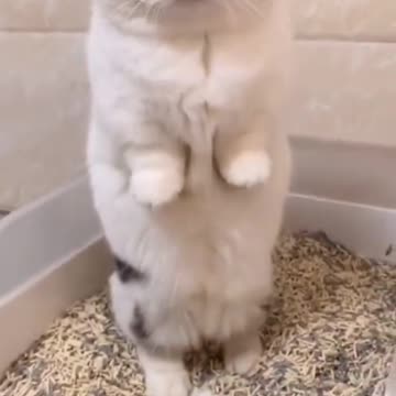 Kucin Funny reaction hearing Senorita's song