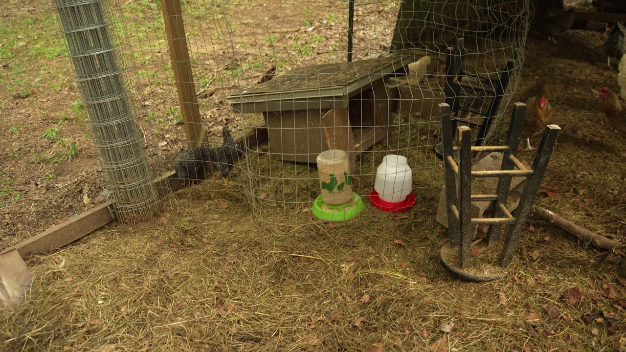 Chicken coop cleanout for my girls in exchange for a favor.