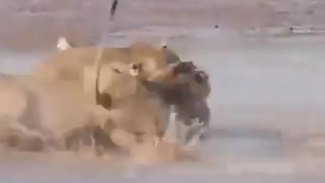 Lioness X Crocodile