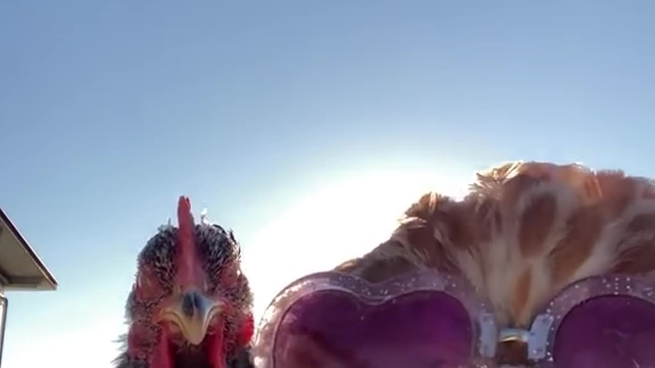 Funny videos