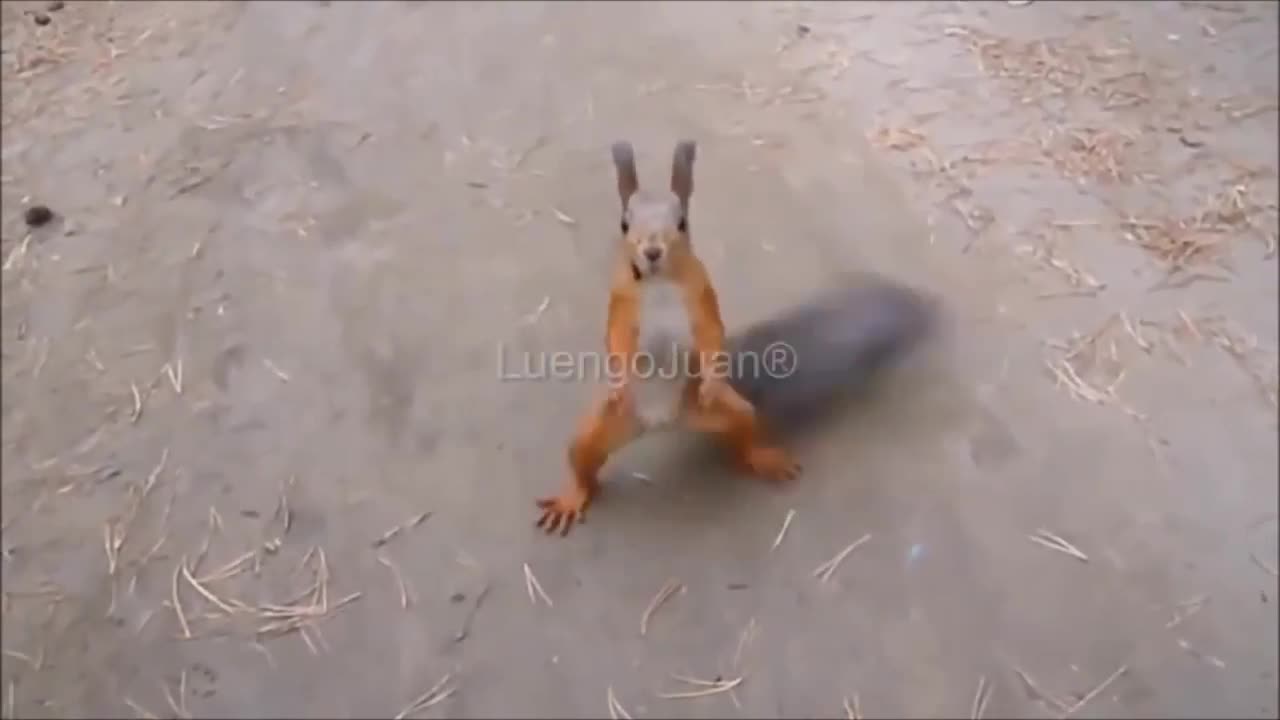 Funny animal short clip