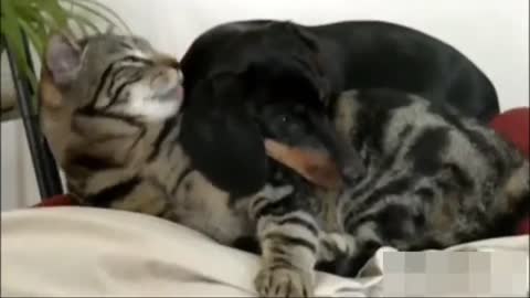 Romantic Dog and cat act like a cute couple...PT4