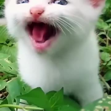 Cat Meowing🌹🐈🐈🌹|Cat Sound| Cute Cat Videos #shorts #cat #cats #dog #puppy #catlover #catfunnyshorts
