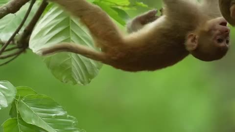 Wildlife