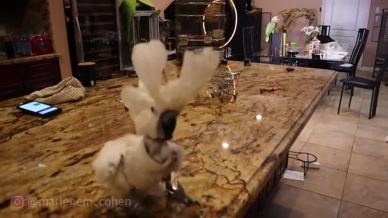 Funny birds doing funny stuff