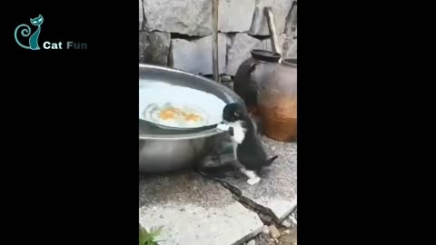 Funny cat videos 😹 funny cats video cute cat 😻