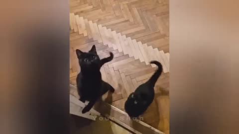 20 minutes of adorable cats and kittens videos to keep you smiling