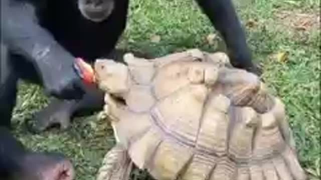 Gorilla and turtle funny