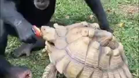 Gorilla and turtle funny