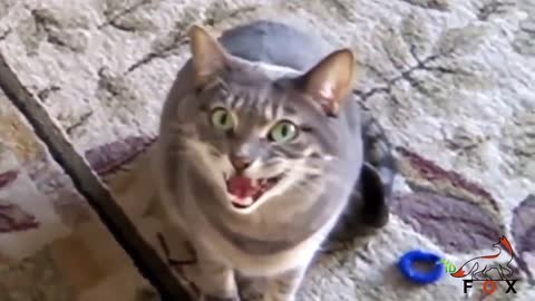 Suara Kucing Marah Minta Jatah makan