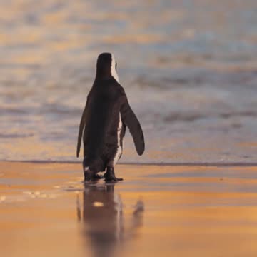 Penguin Walking on Beach
