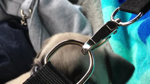 Tiny teething pug puppy