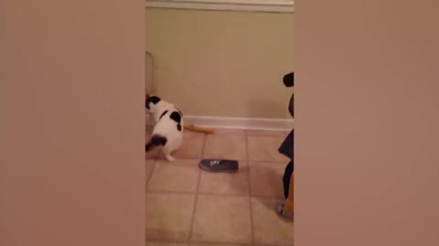 Baby and Cat Fun and adorable - Funny Videos
