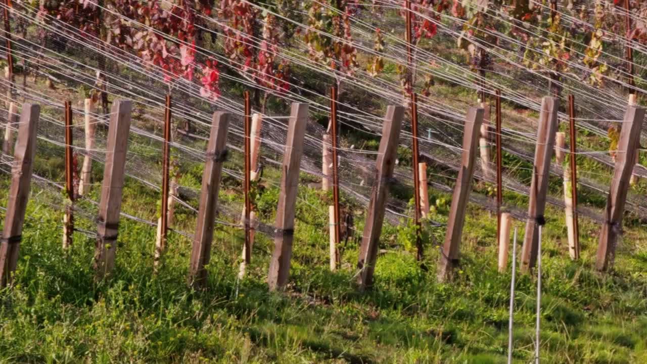 Rabbit Hopping Through Vineyard