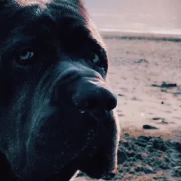 That thousand-yard stare