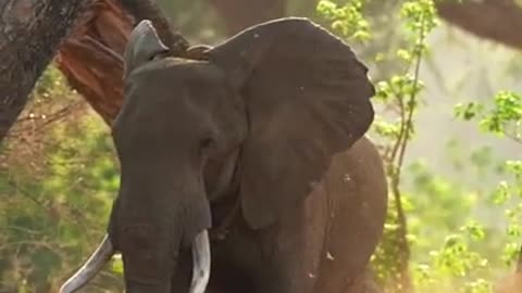 Cute wild animals - elephant