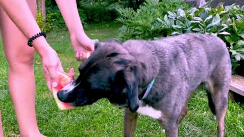 Dainty Australian Shepherd Adores Juicy Watermelon Treat