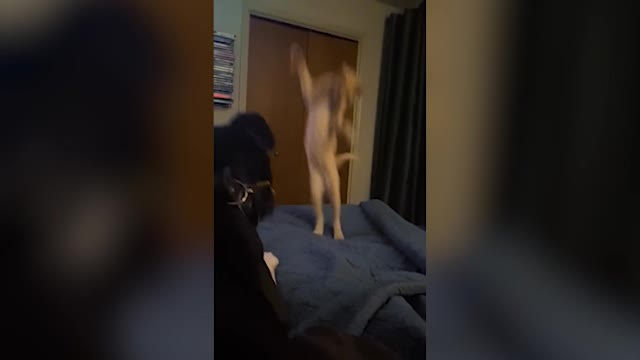 Funny Pets , cats and dogs