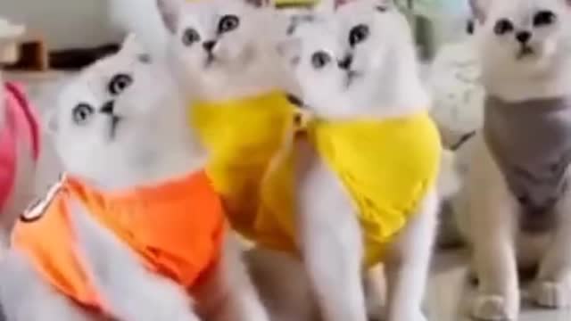 Dancing cats