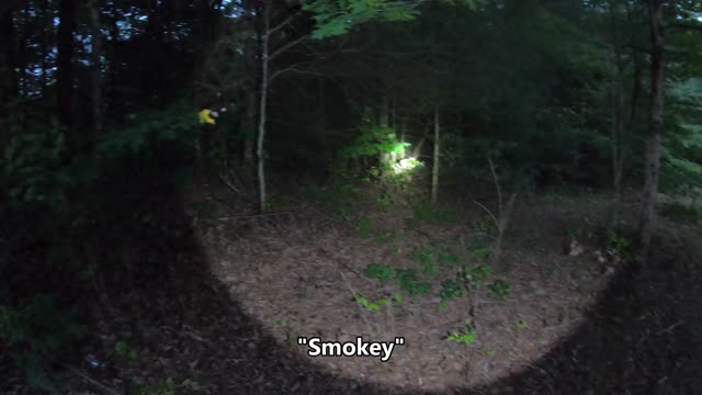 While conducting research, we were attacked by Murder Hornets