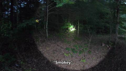 While conducting research, we were attacked by Murder Hornets