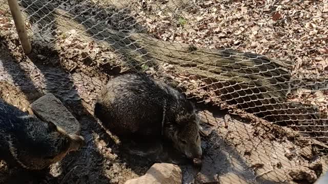 A hog rolling in mud