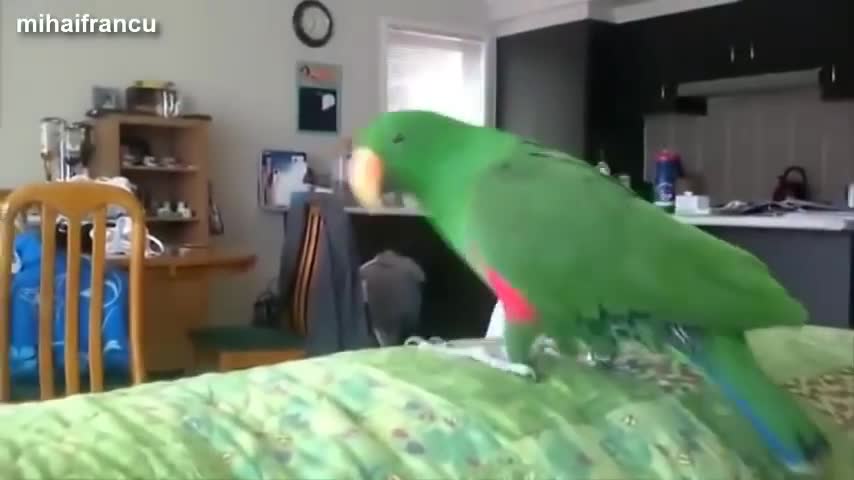 Parrots dancing in rhythm.😂😂😂