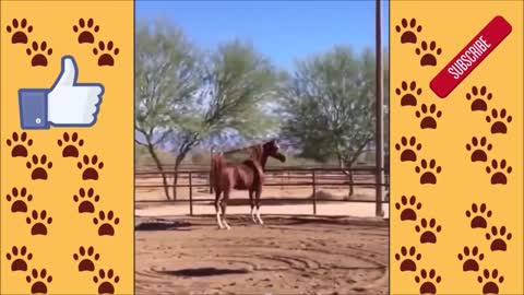 The Funniest Horses in the WORLD