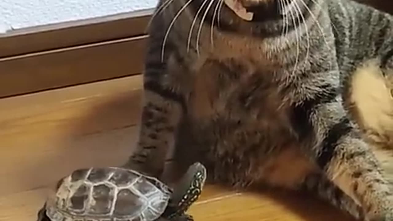 Turtle Toy and Cat Reaction